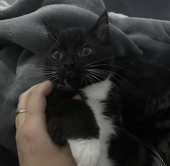 Отдам котят в хорошие руки