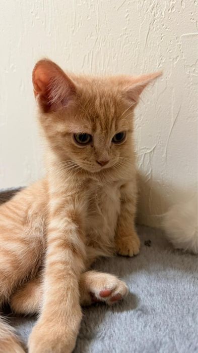 Котята породистые