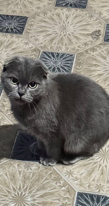 Продается кошка серая