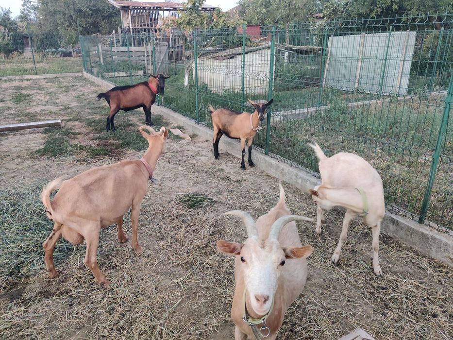 Vând capre Saneen și Alpina franceza