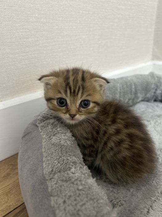 Шотландский мальчик