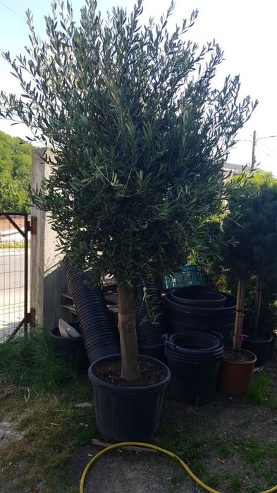 Măslini seculari calitate extra toate dimensiunile