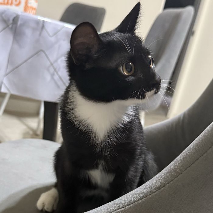 Шотландский котенок