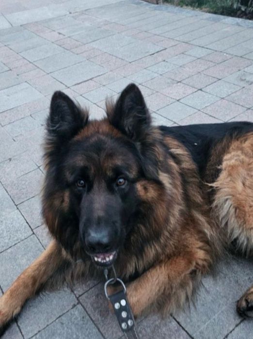 Продаются щенки нем авчарки