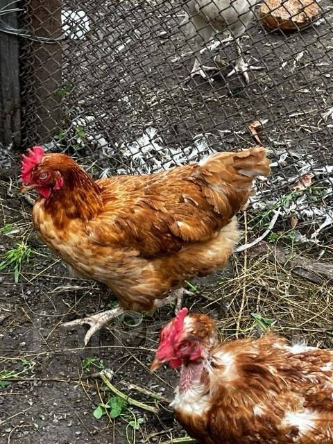 Куры несушки ломант