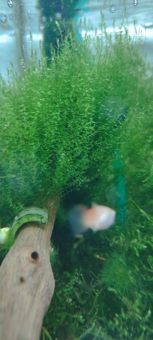 Мох аквариумный стринг