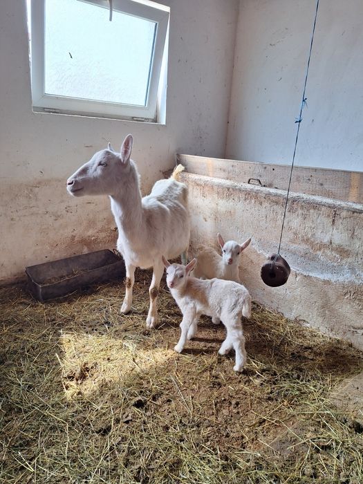 Vând capră Saanen prima fătare