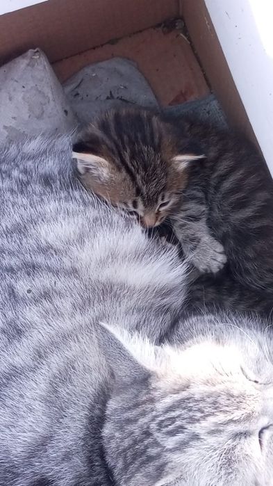 Отдам котят бесплатно