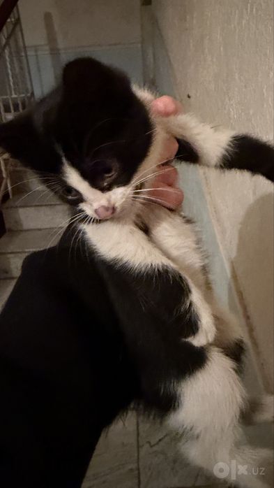 Ищет дом котенок