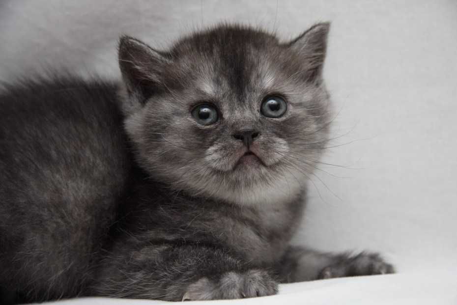Котята Скоттиш Страйт Британцы