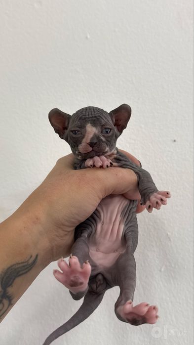 Сфинкс Эльф котята Mushuk