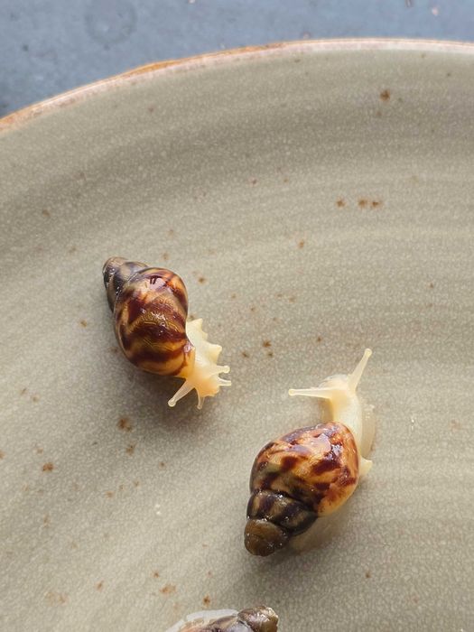 Улитки ахатины, улитята