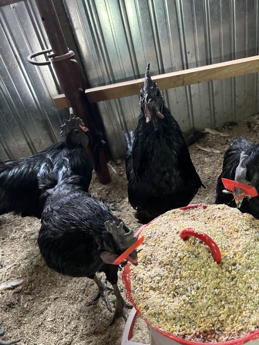 Vand cocosi de Ayan Cemani