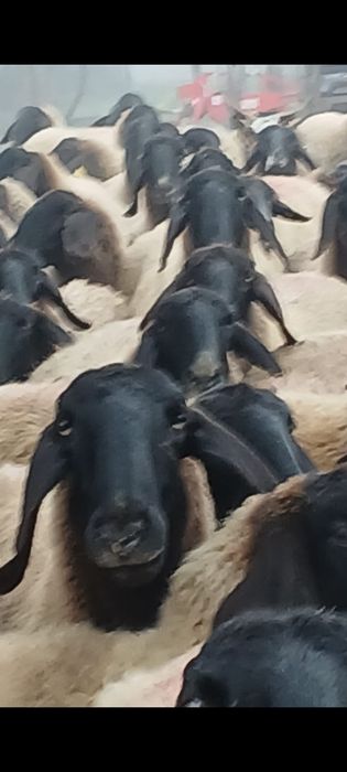 Vand oi sarbească carabașa