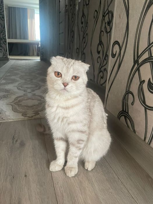 Шотландская вислоухая сатамыз