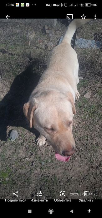 Собака продаю за 10000