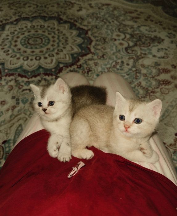 Шотландские котята