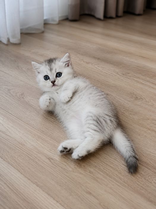 Британские котята Шиншилла