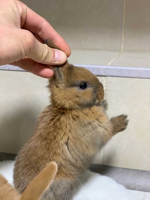 Кролики декоративные