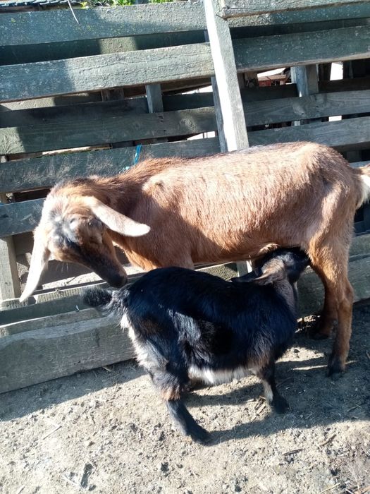 Vând capra cu ieduță