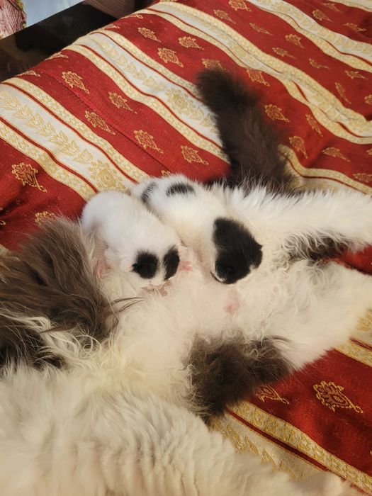 Подарявам малко котенце