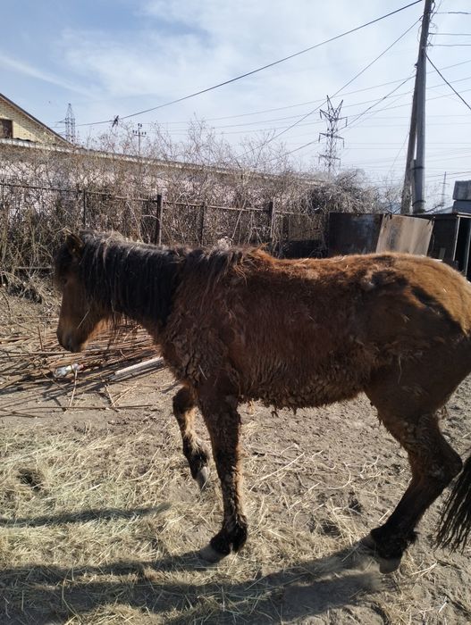 Құнажын байтал семіз