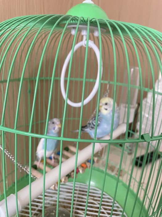 Продаю пару попугаев с клеткой