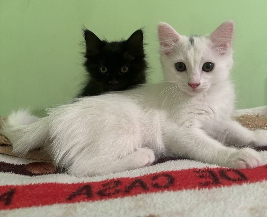 Пристраиваются котята