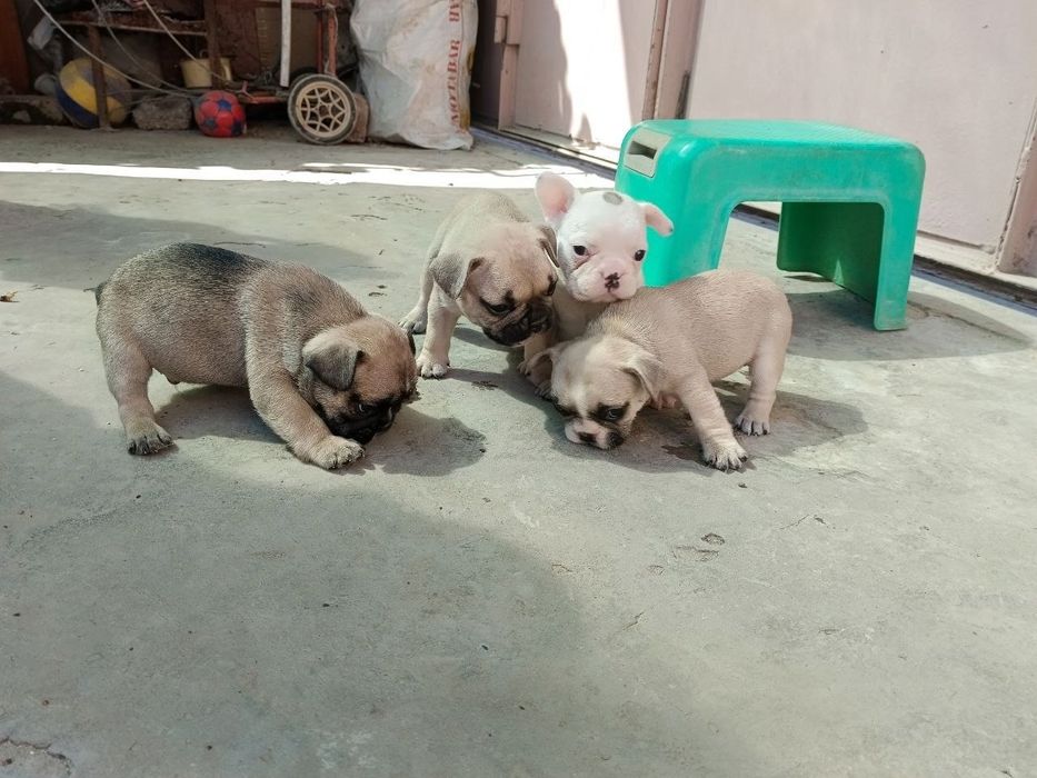 алиментный французский бульдог