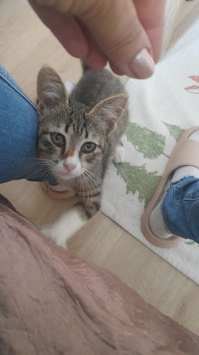 Търсят дом.Сладки и добри котета