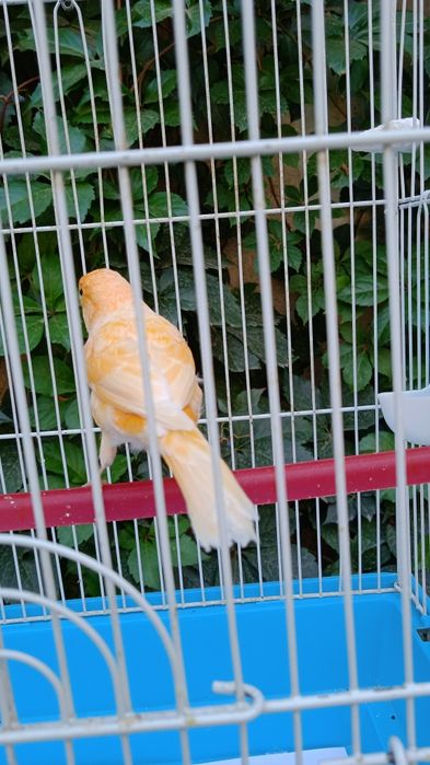 Канарейка продается