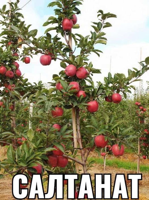 Саженцы Кошет туя туй смарагд