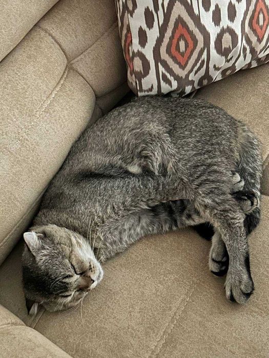 Потерялся кот! / Мушук йуколган. ВОЗНАГРАЖДЕНИЕ / МУКОФОТИ бор