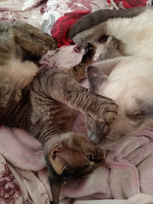 В добрые руки котики