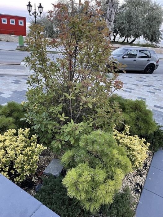 Intretinere / tuns gazon / cosmetizare / plantare / consultanta