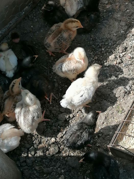 Puii de găină de vânzare