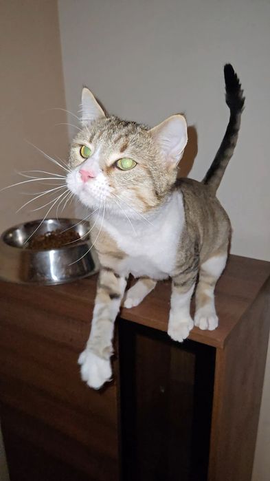 Pentru adoptie motan UNIC,Super-Lipicios