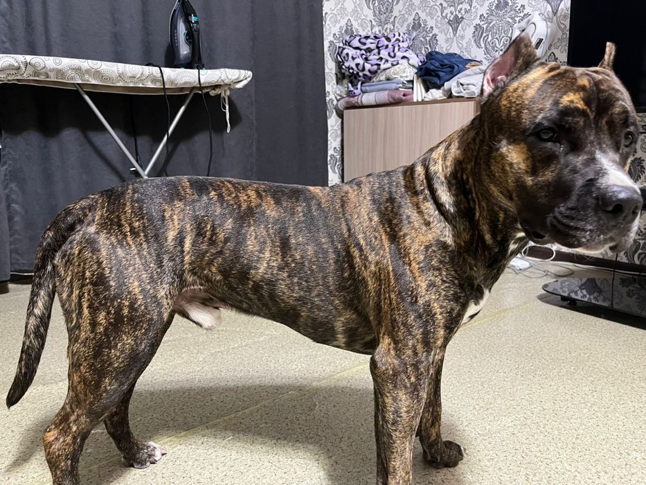 Отдаем бесплатно американский стафорд