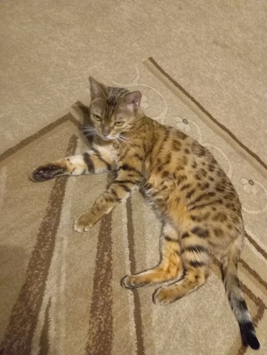 Продам бенгальская кошка