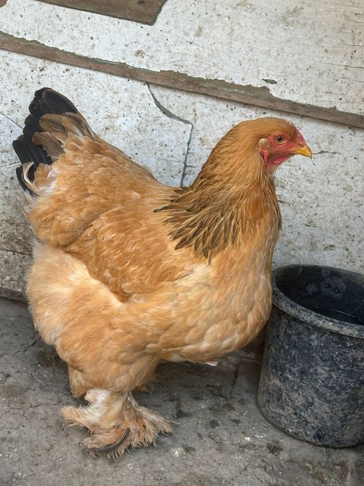 Brama palivi 2 ta tovuq toza qon sotiladi manzil samarqand shahar