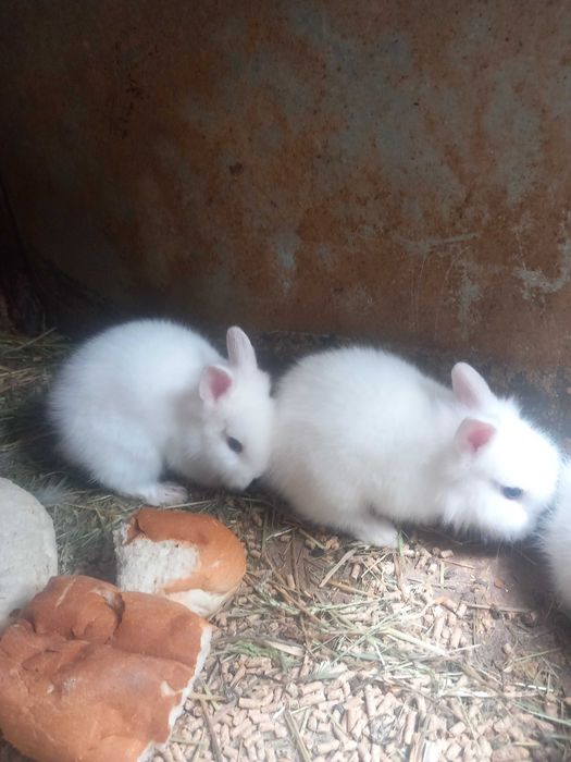 Iepurași pitici cap de leu rasă pură