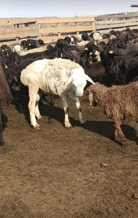 Обмен тоқты қошқар 2024 қозысы