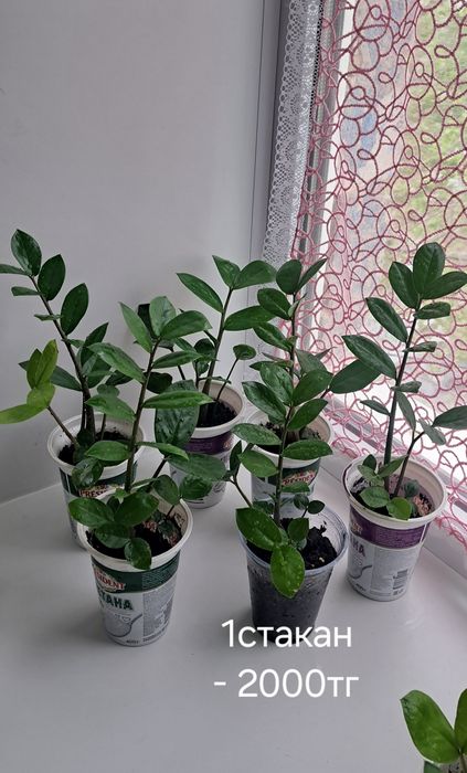 Долларовое , пеларгония, каланхоэ, диффенбахия