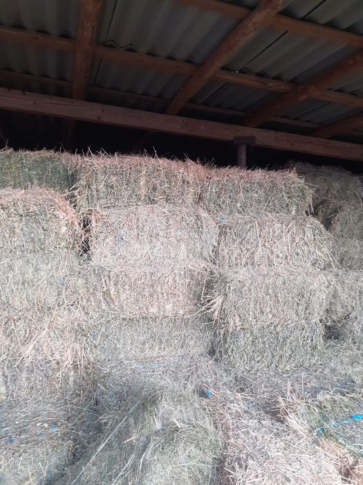 Vând baloți lucernă