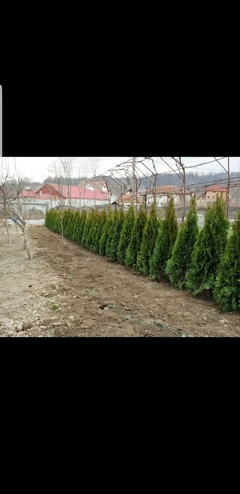 Tuia smaragd de mai multe dimensiuni