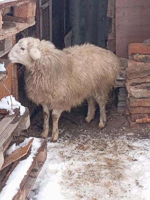 Продам барашка жирный