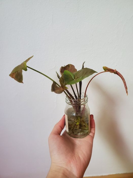 Сингогиум манго и шоколадка укорененые