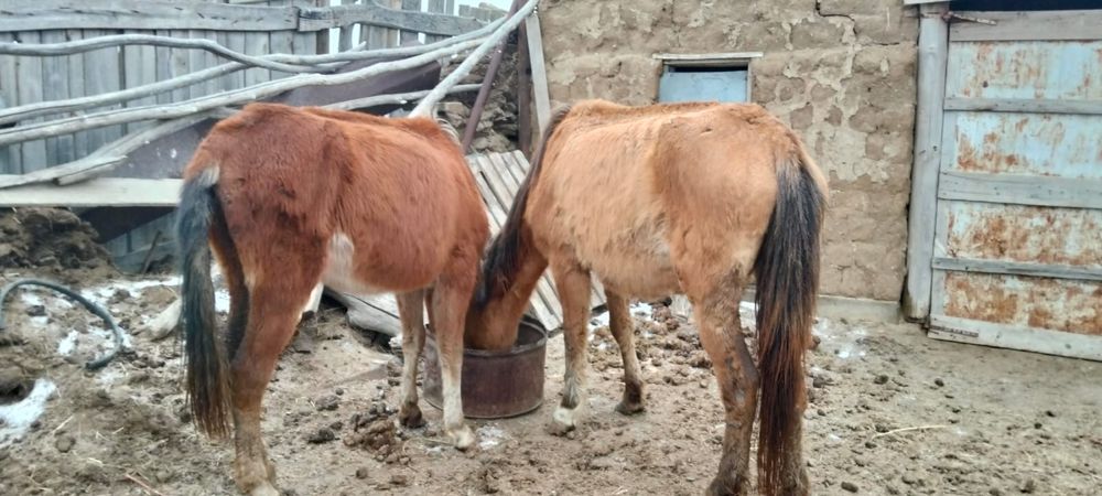 Бие сатылады срочно!