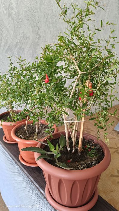 Продам комнатный гранат