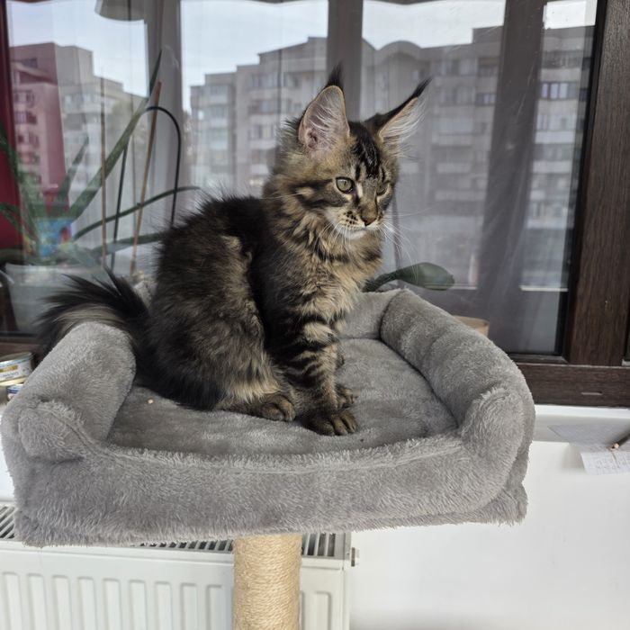 Fetita Maine Coon
